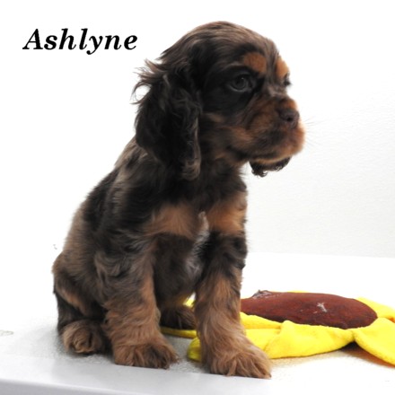 puppy, for, sale, Cocker Spaniel, Joe & Cherri  Overlease, dog, breeder, Miller, MO, dog-breeder, puppy-for-sale, forsale, nearby, find, puppyfind, locator, puppylocator, aca